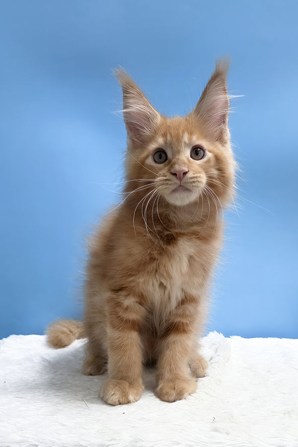 Yacob | Maine Coon Kitten