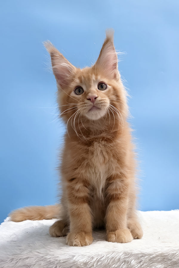 Yacob | Maine Coon Kitten