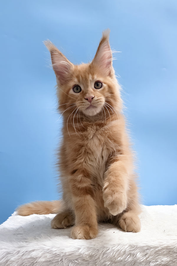 Yacob | Maine Coon Kitten