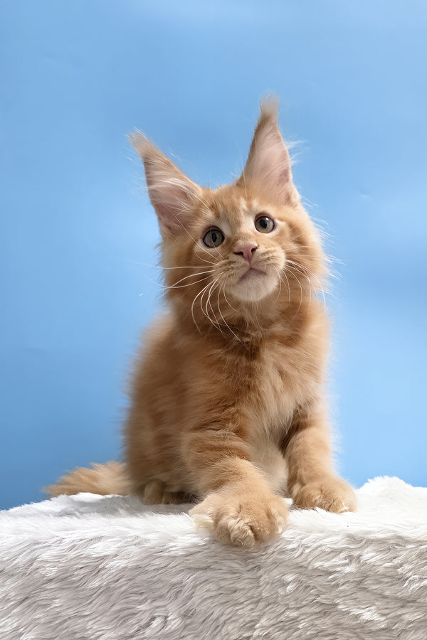 Yacob | Maine Coon Kitten