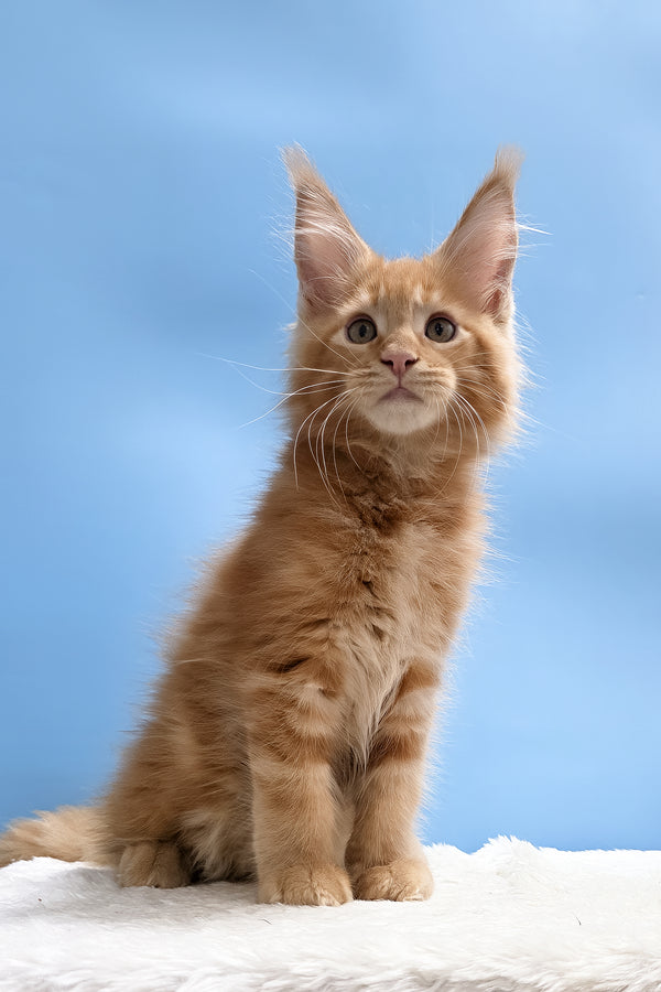 Yacob | Maine Coon Kitten