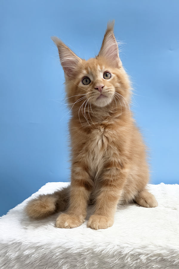 Yacob | Maine Coon Kitten