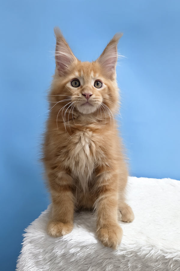 Yacob | Maine Coon Kitten