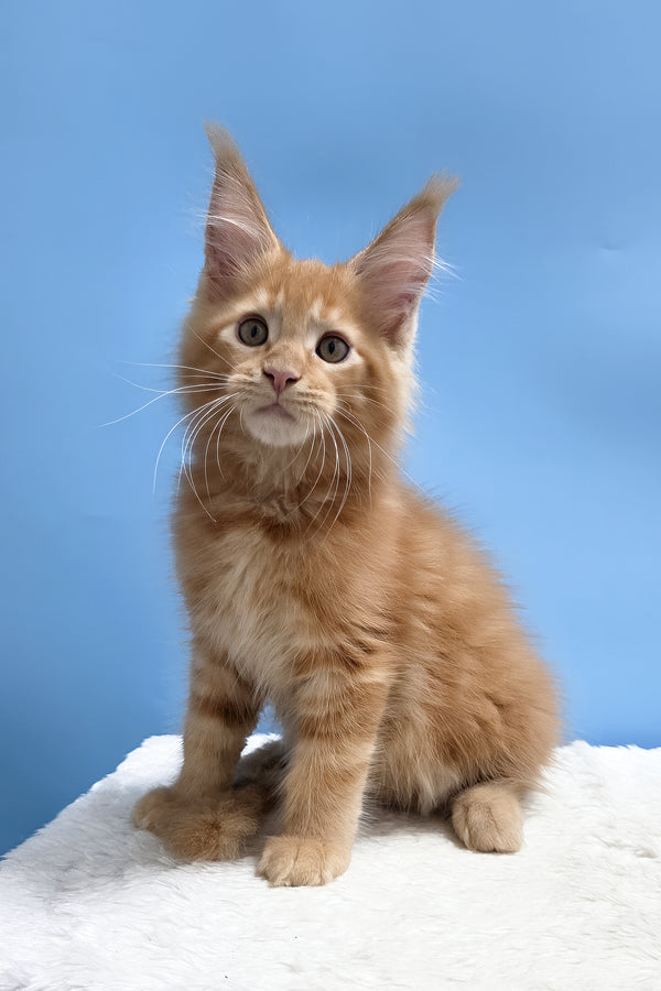 Yacob | Maine Coon Kitten