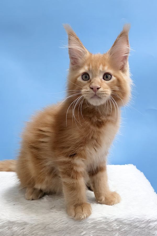 Yacob | Maine Coon Kitten