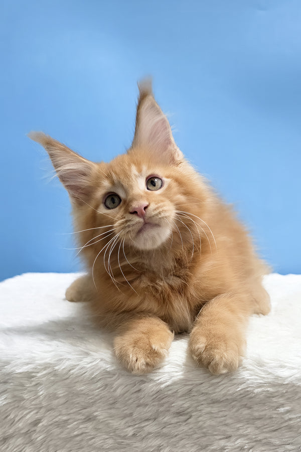 Yacob | Maine Coon Kitten