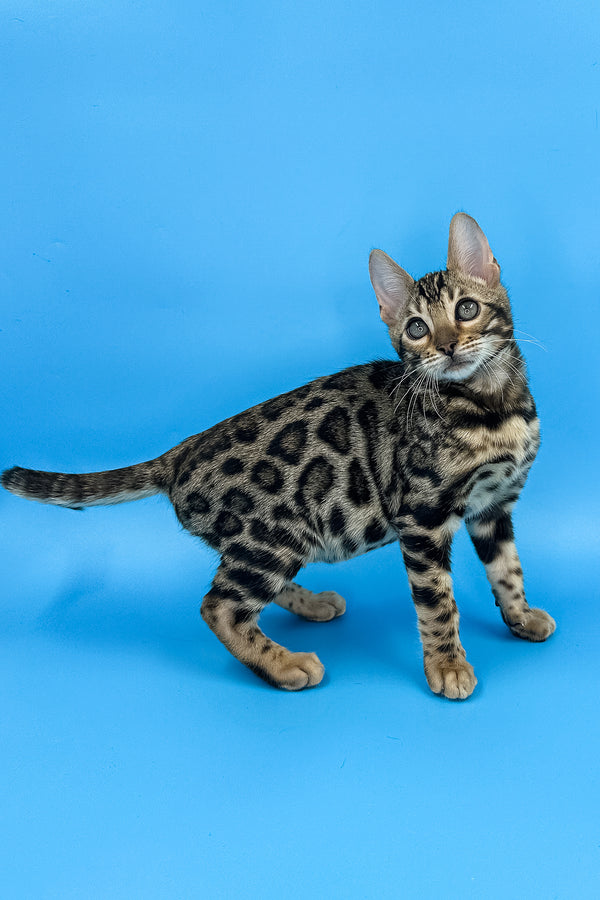 Yaguar | Bengal Kitten