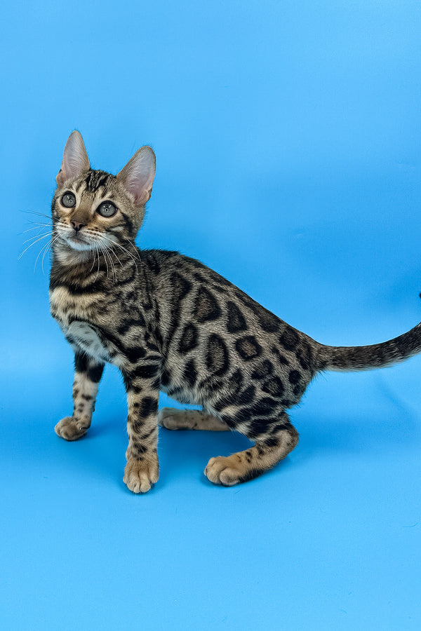Yaguar | Bengal Kitten
