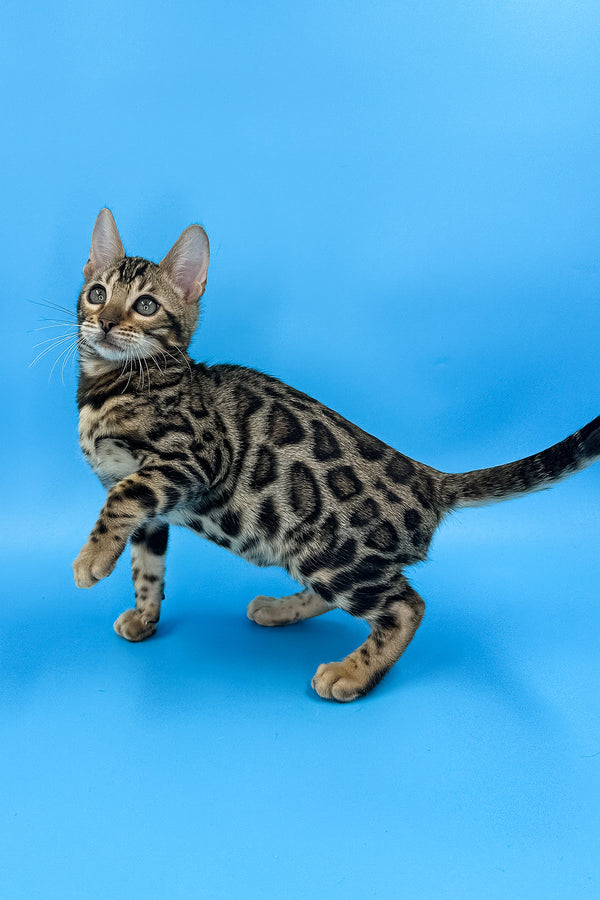 Yaguar | Bengal Kitten