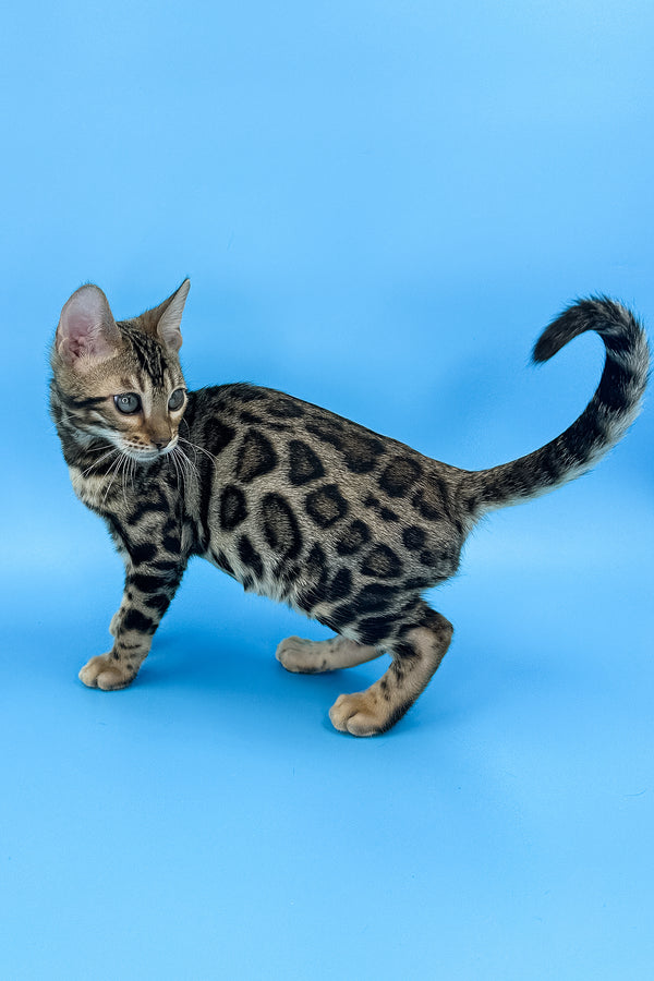 Yaguar | Bengal Kitten