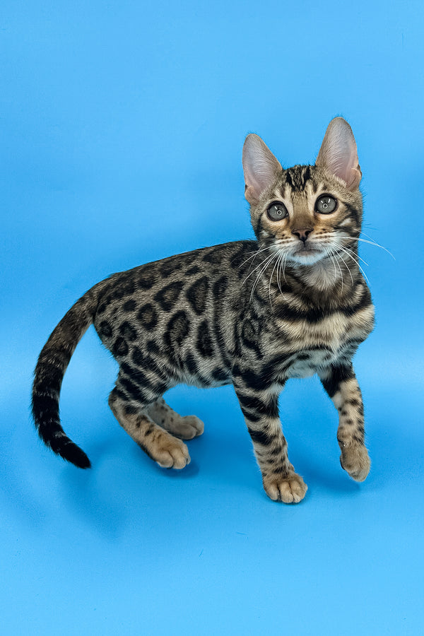 Yaguar | Bengal Kitten