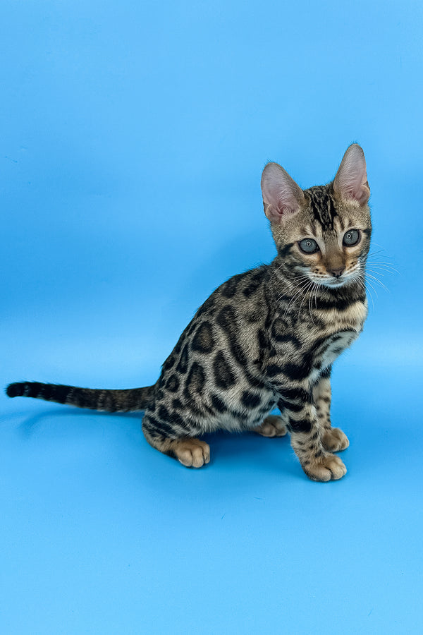 Yaguar | Bengal Kitten
