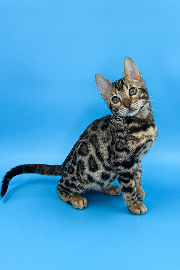 Yaguar | Bengal Kitten