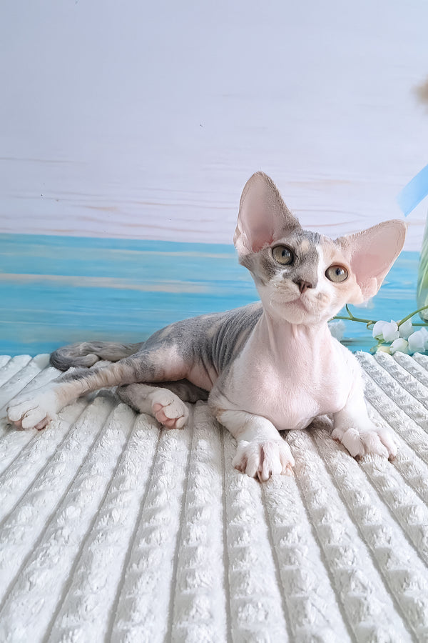 Yasmine | Devon Rex Kitten