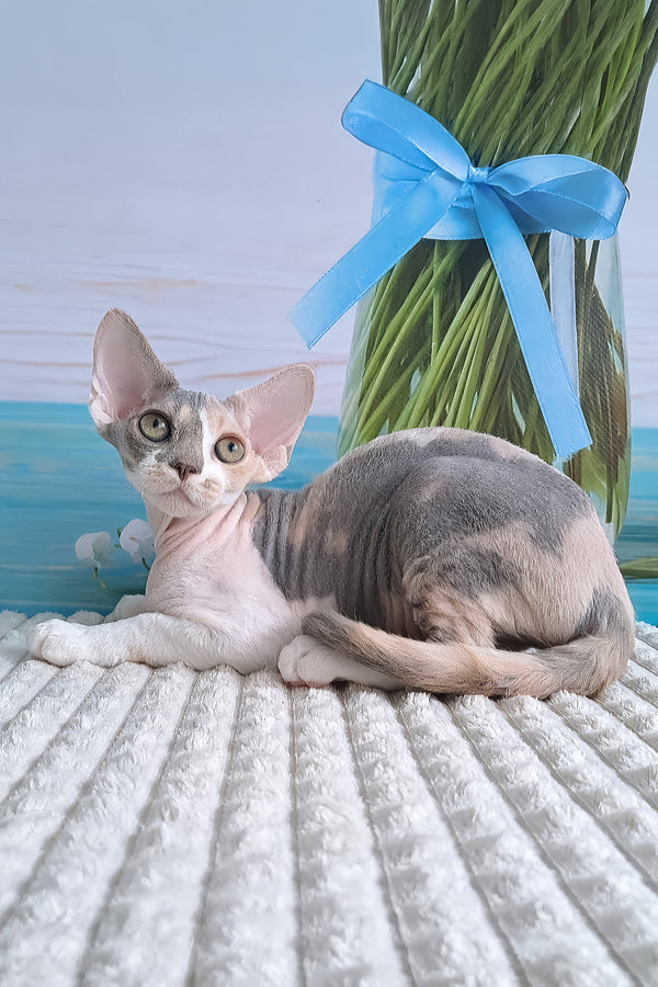 Yasmine | Devon Rex Kitten