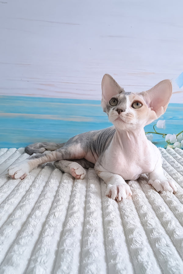 Yasmine | Devon Rex Kitten