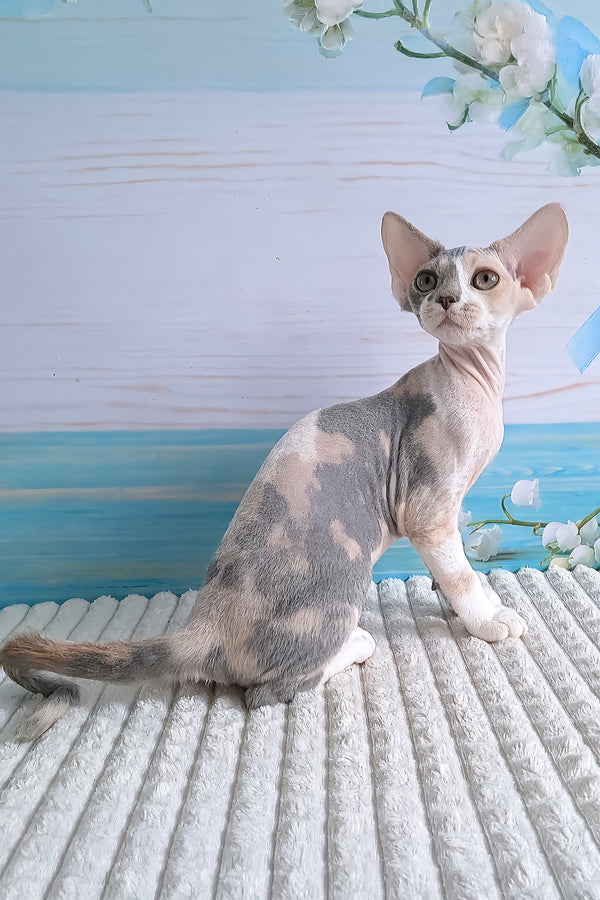 Yasmine | Devon Rex Kitten