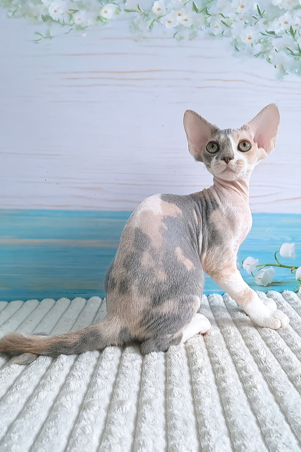 Yasmine | Devon Rex Kitten