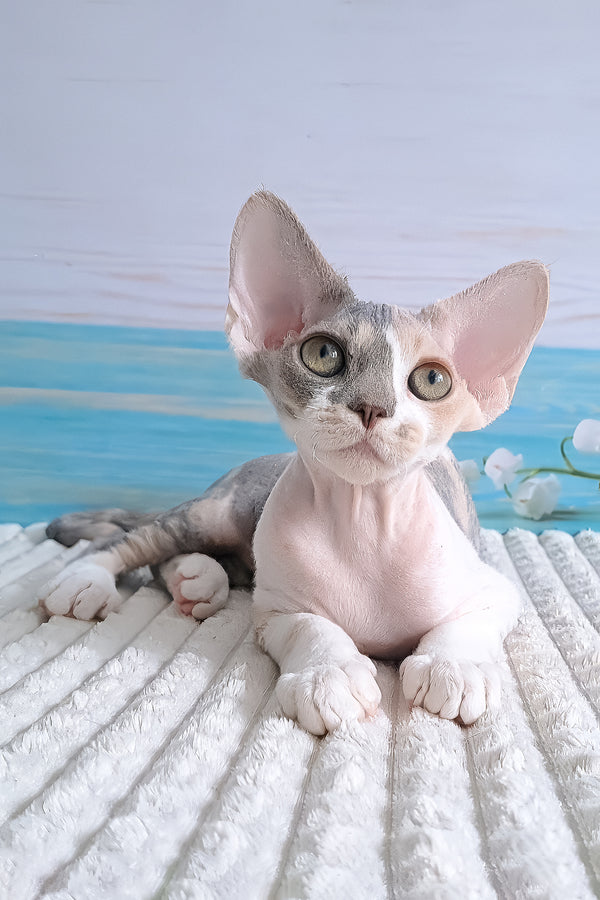 Yasmine | Devon Rex Kitten