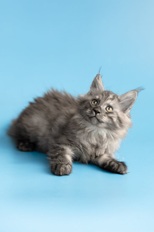 Yoda | Maine Coon Kitten