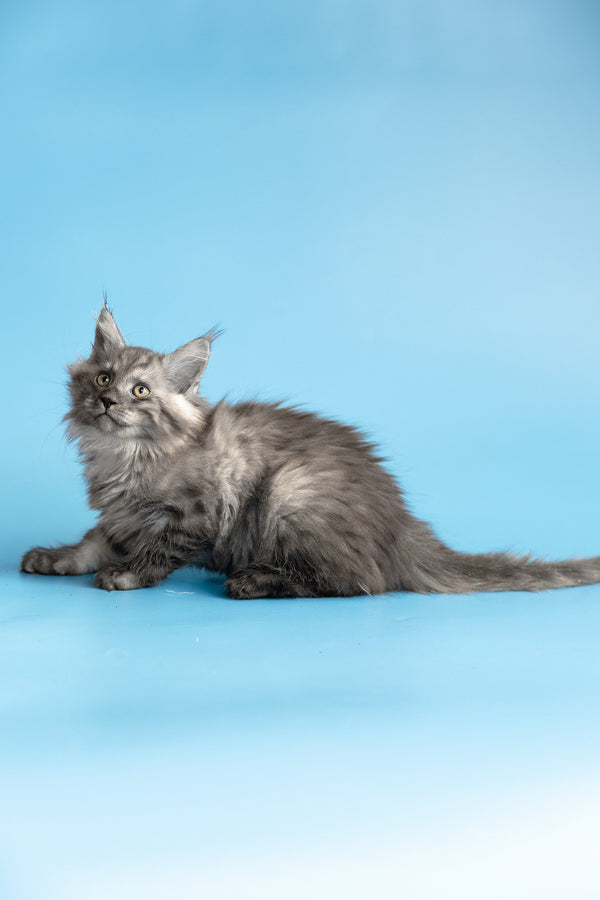 Yoda | Maine Coon Kitten