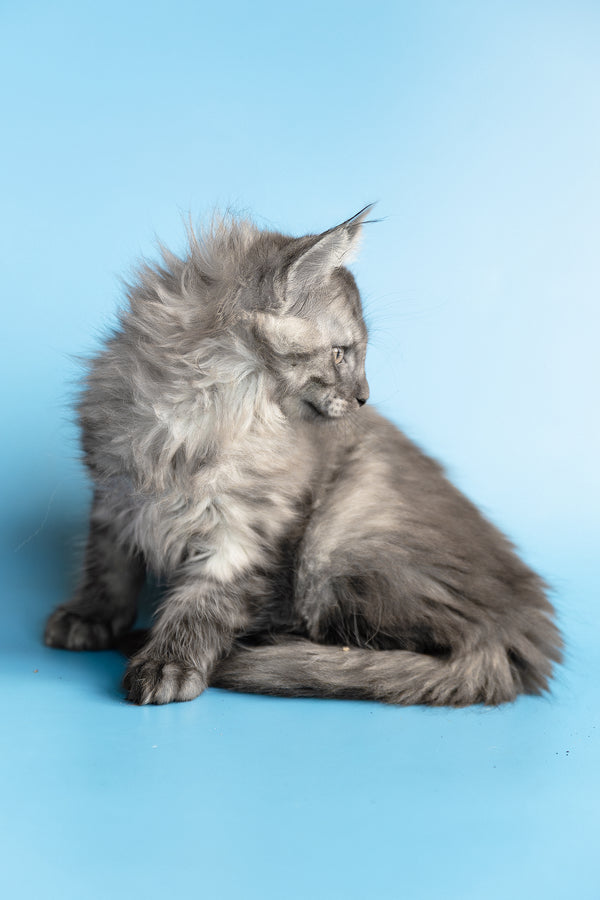 Yoda | Maine Coon Kitten