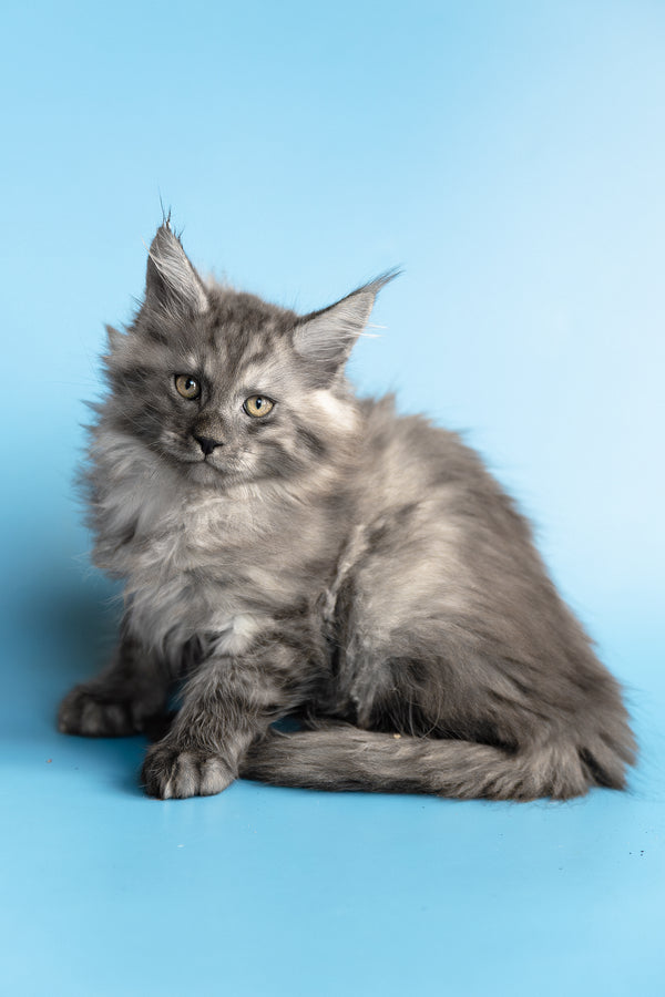 Yoda | Maine Coon Kitten