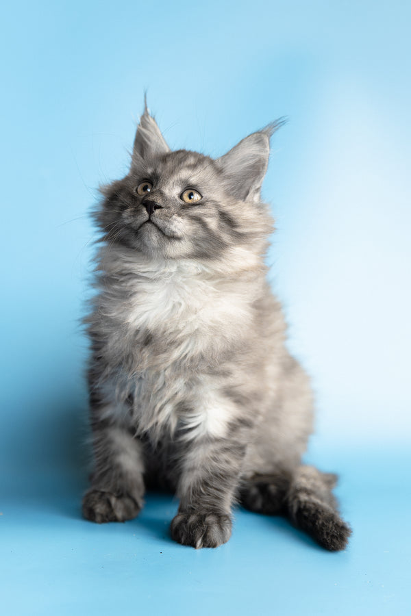 Yoda | Maine Coon Kitten