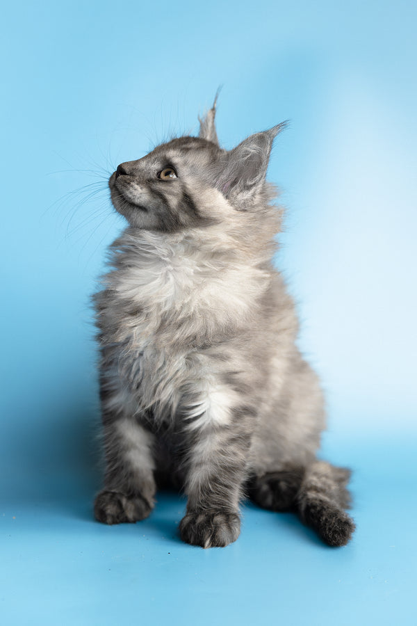 Yoda | Maine Coon Kitten