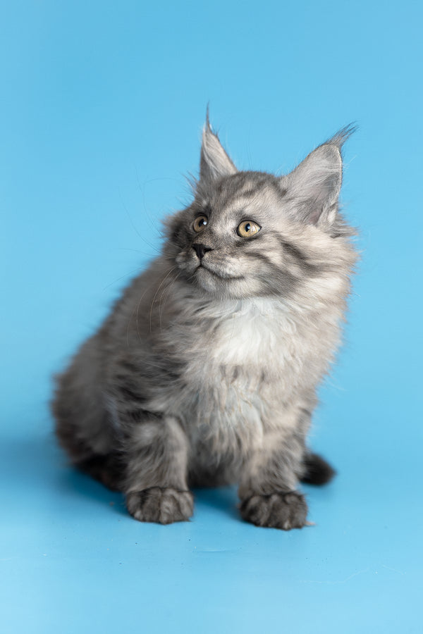 Yoda | Maine Coon Kitten