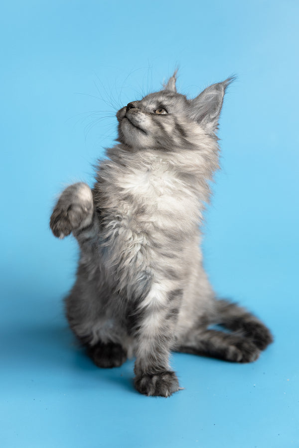 Yoda | Maine Coon Kitten