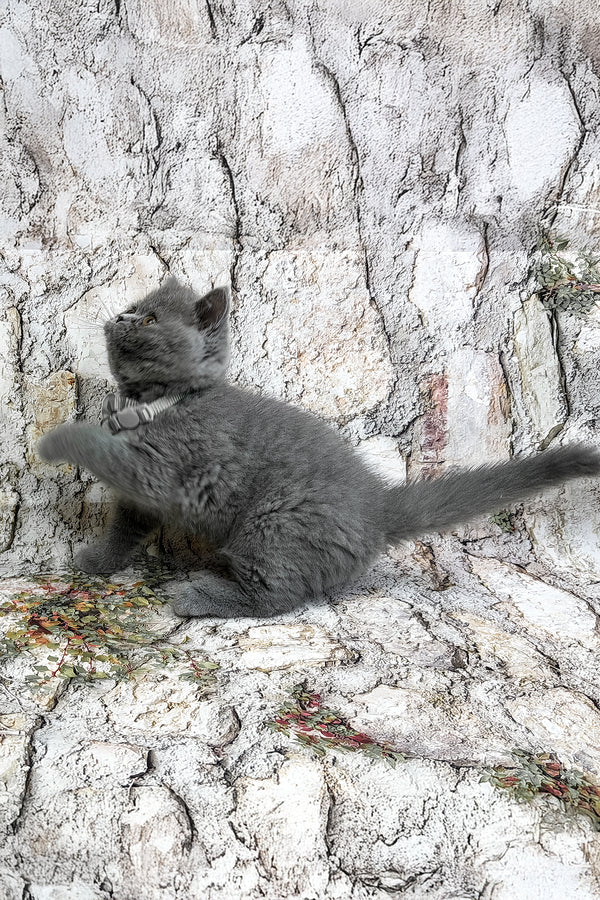 Yolla | British Shorthair Kitten