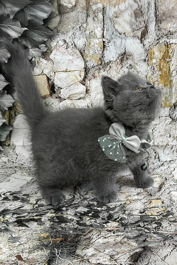 Yolla | British Shorthair Kitten