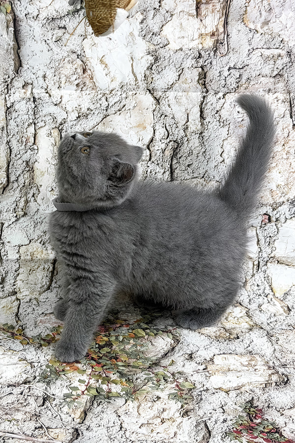 Yolla | British Shorthair Kitten