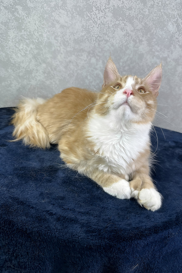 York | Polydactyl Maine Coon Kitten