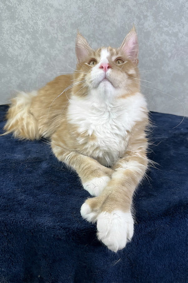 York | Polydactyl Maine Coon Kitten