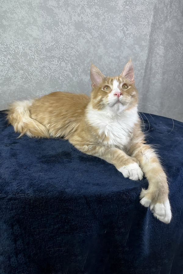 York | Polydactyl Maine Coon Kitten