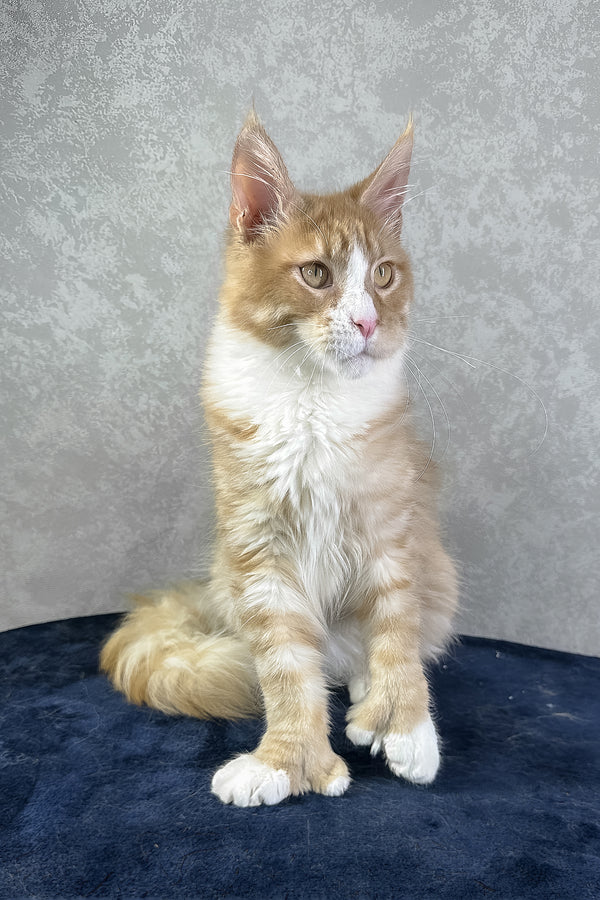 York | Polydactyl Maine Coon Kitten
