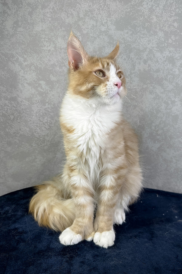 York | Polydactyl Maine Coon Kitten