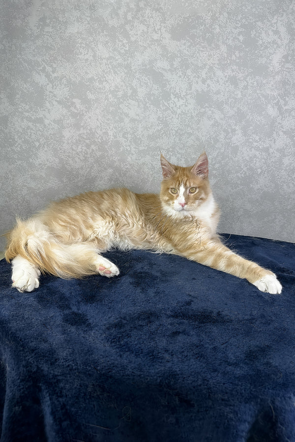York | Polydactyl Maine Coon Kitten