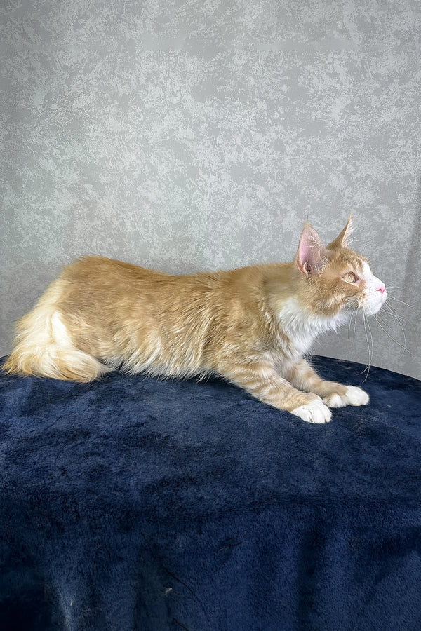 York | Polydactyl Maine Coon Kitten