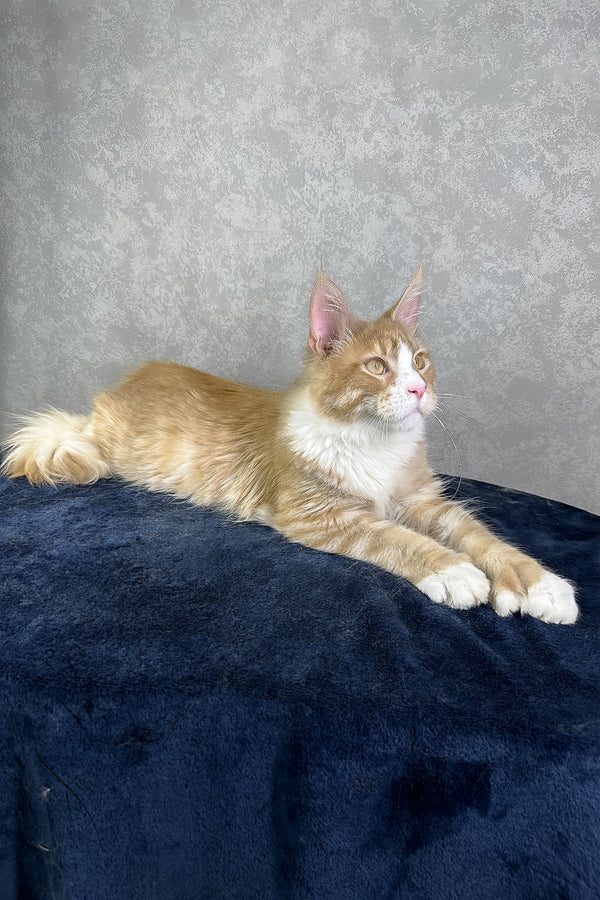 York | Polydactyl Maine Coon Kitten