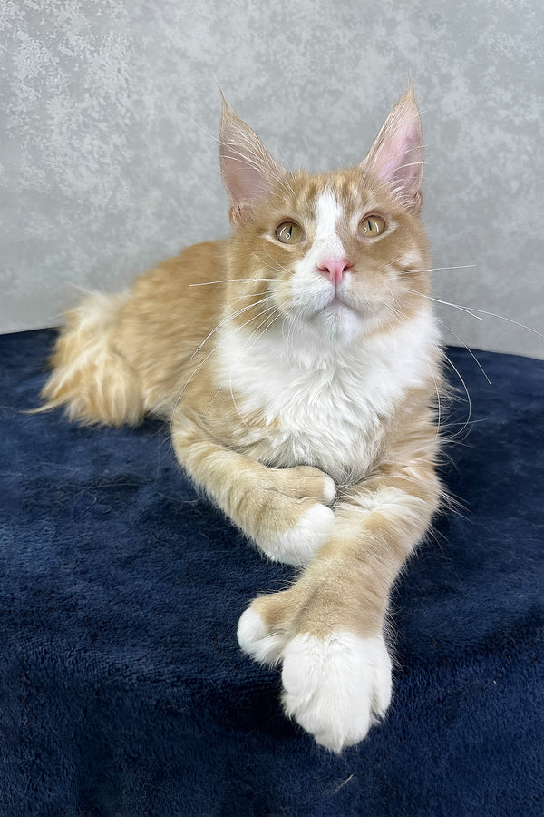 York | Polydactyl Maine Coon Kitten