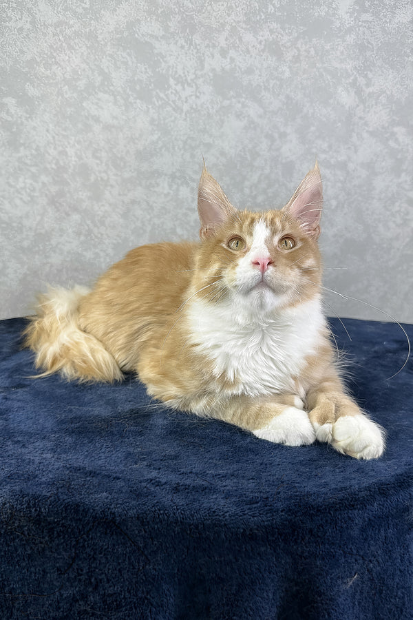 York | Polydactyl Maine Coon Kitten