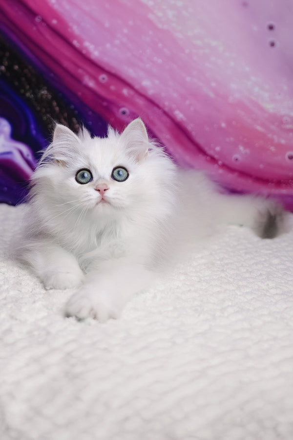 York | British Longhair Kitten