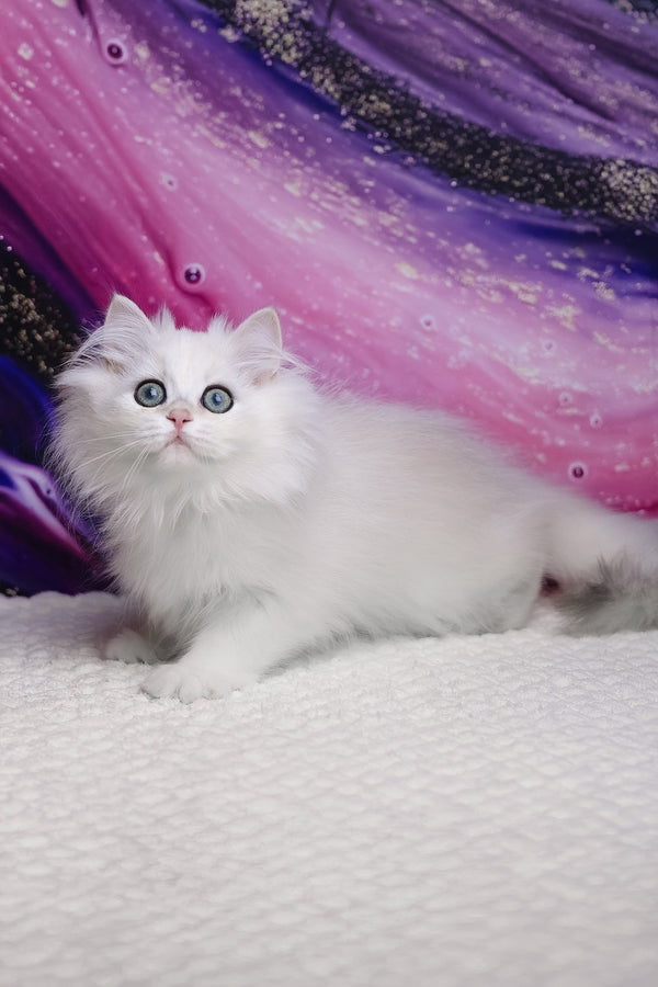 York | British Longhair Kitten
