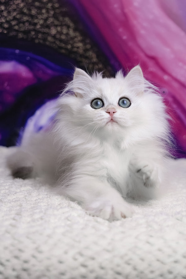 York | British Longhair Kitten