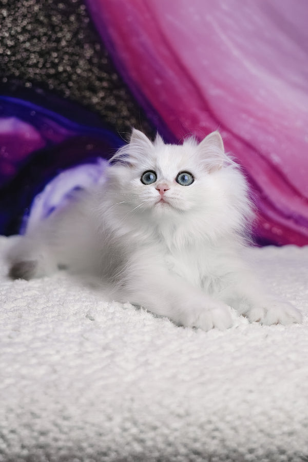 York | British Longhair Kitten
