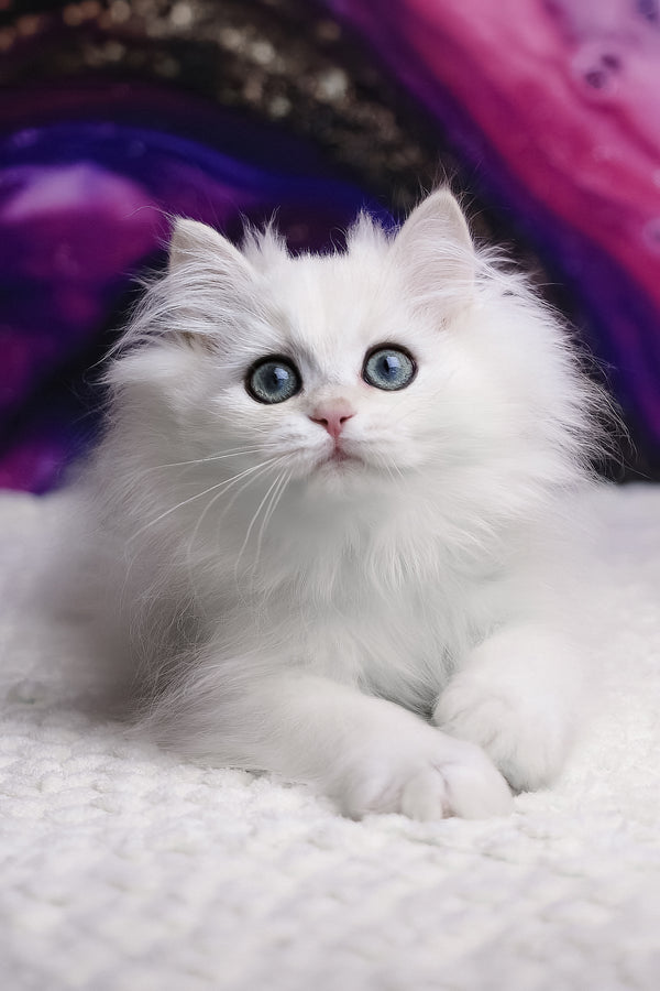 York | British Longhair Kitten