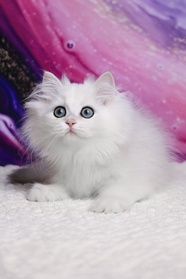 York | British Longhair Kitten